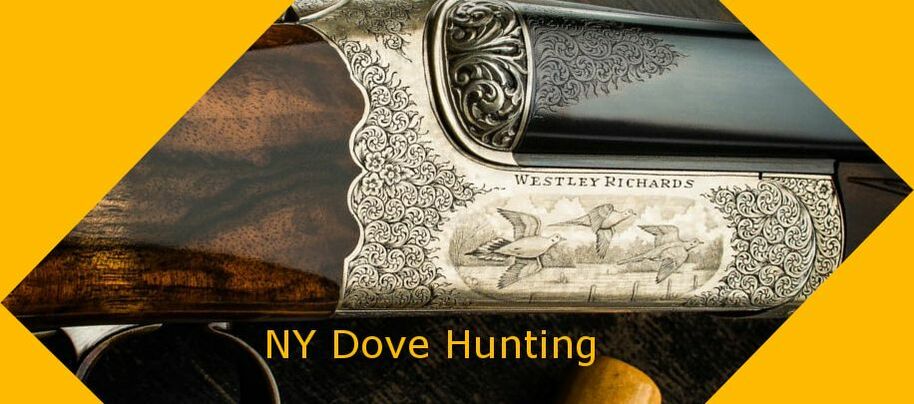 NY Dove Hunting